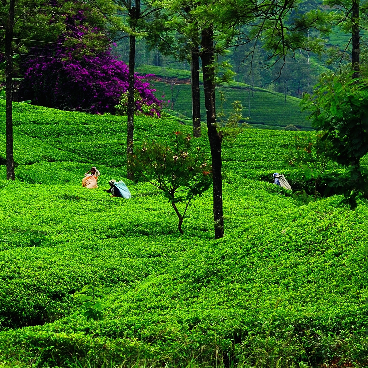 Sri Lanka tea estate